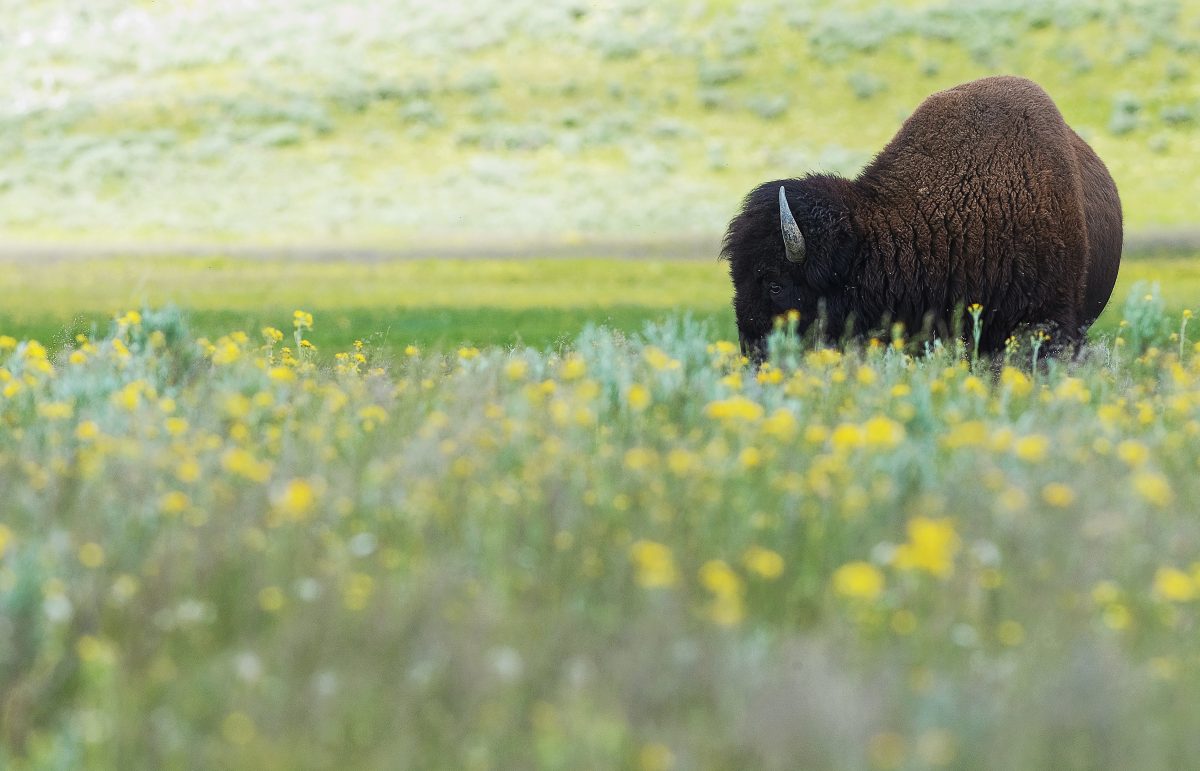Buffalo grazing in tall grass amoungst yellow flowers.