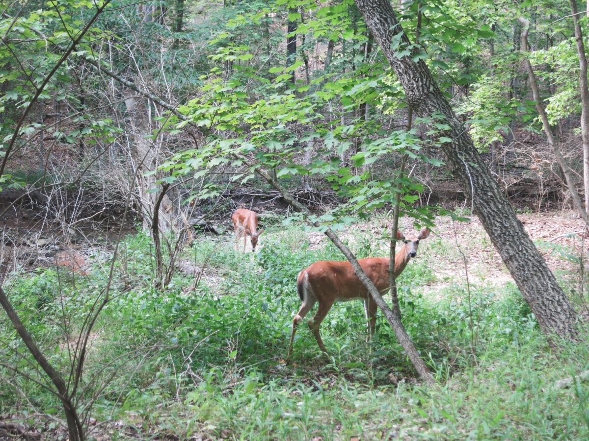 Two deer browsing in the summer woods.