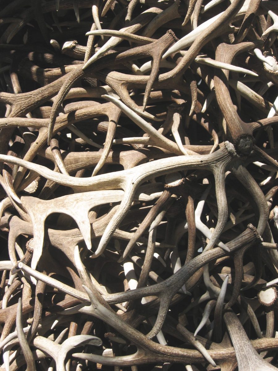 Pile of shed Antlers.