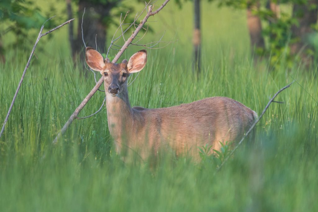 White tail deer in tall grass looking at the camera.