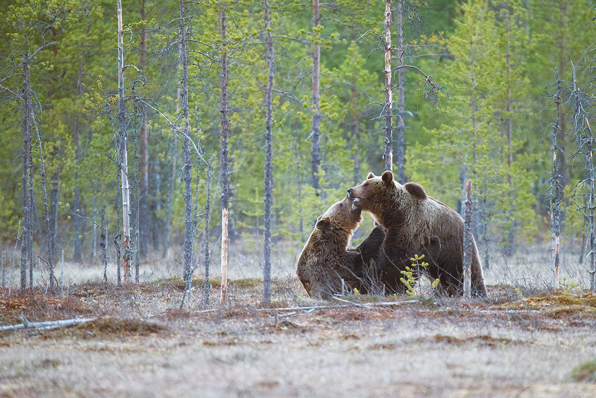 Two grizzlies wrestling amoungst small, bare trees.