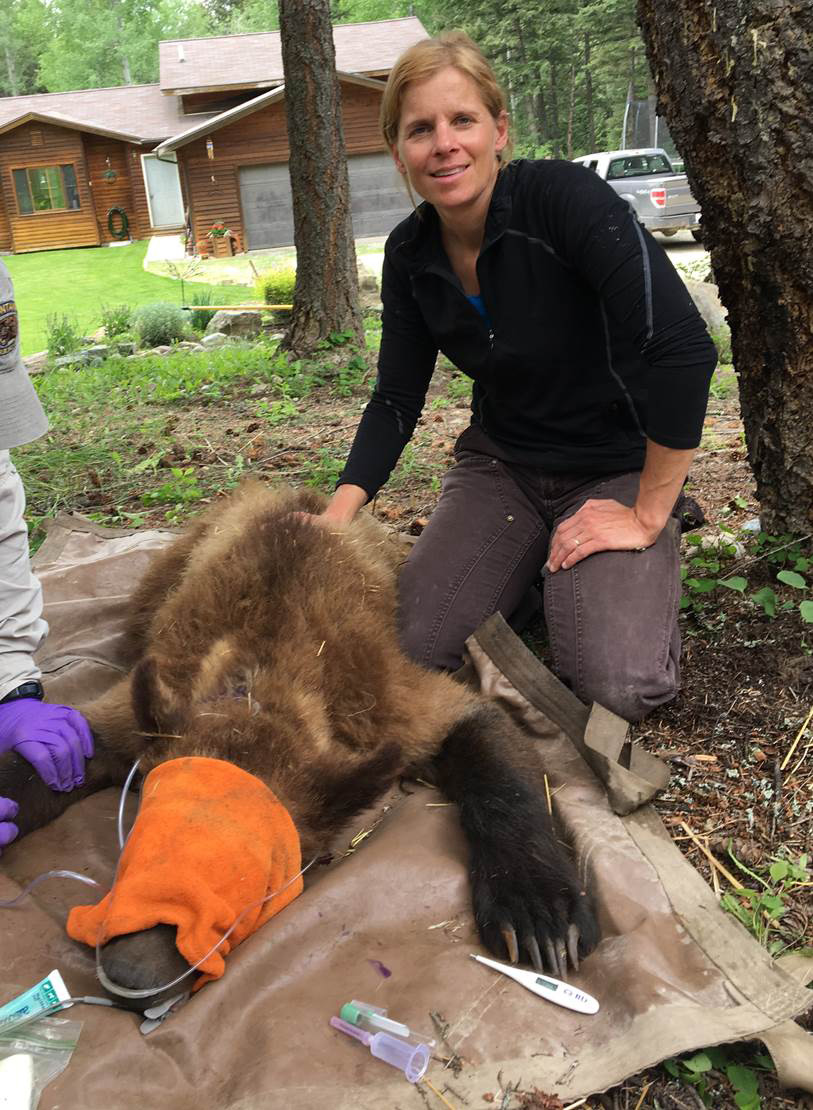 Hilary Cooley, grizzly bear recovery coordinator with FWS, posing next to sedated grizzly.