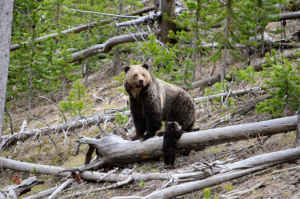 A grizzly bear and cub amoungst fallen trees.