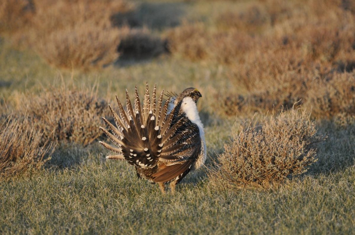 Sage Grouse splaying tail feathers.