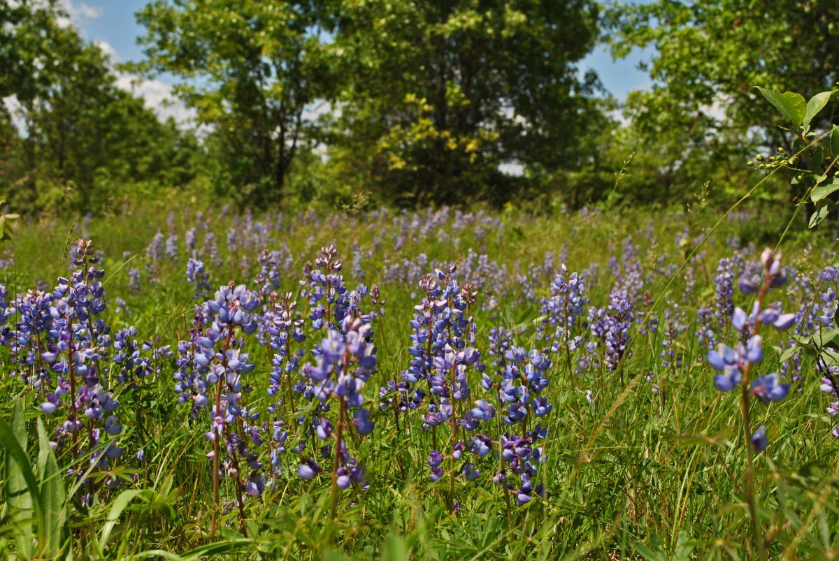 Wild lupine in the anoe Landing Prairie State Natural Area