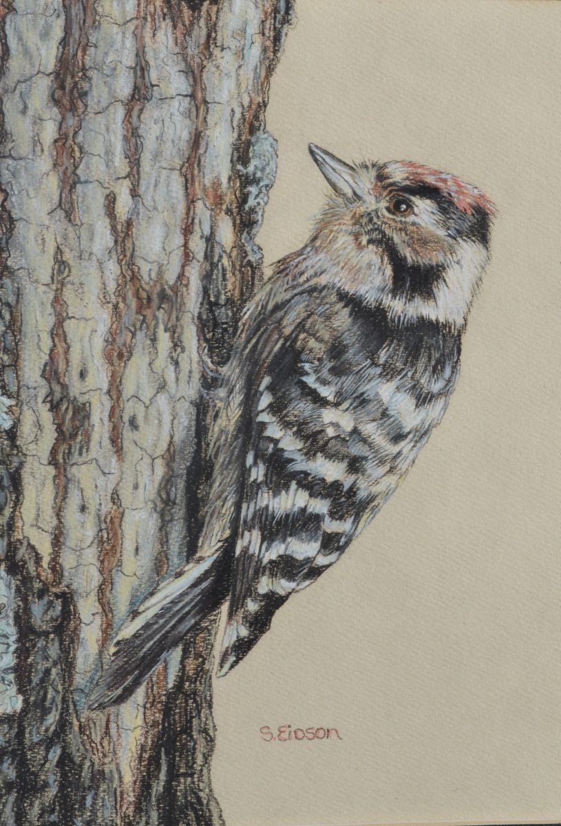 woodpecker drawing by artist Stephen Eidson