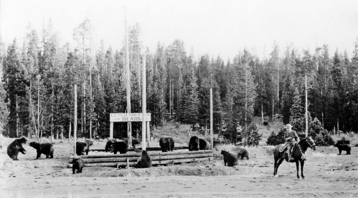 Bears feed in YellowStone under a sign that says Lunch Counter for Bears