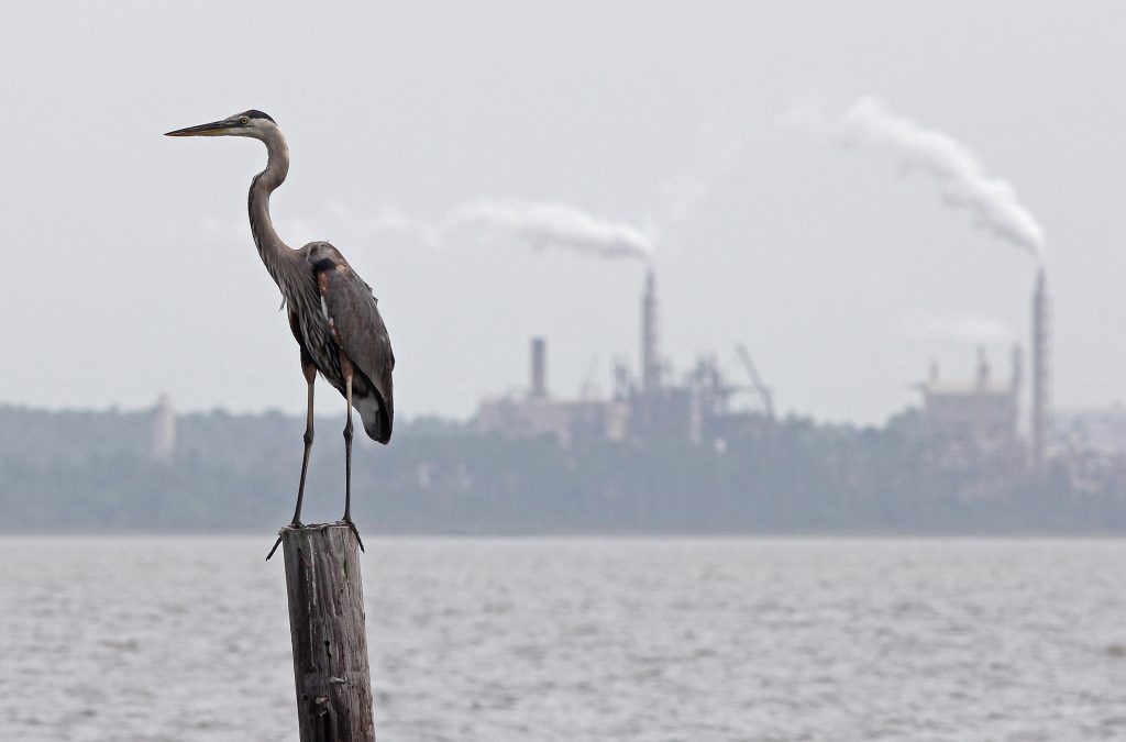 A great blue heron with factory smokestacks in the background
