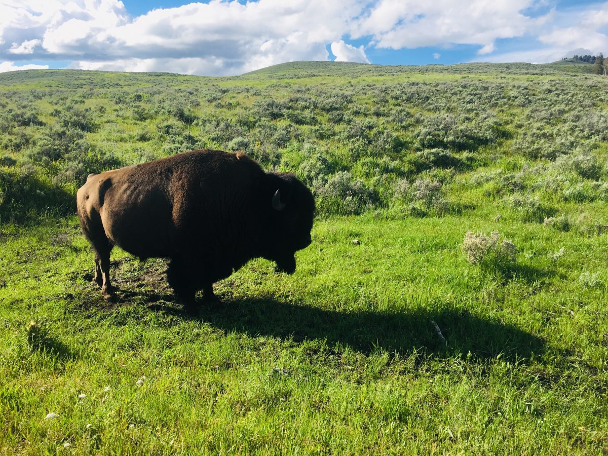 bison standing in a prairie