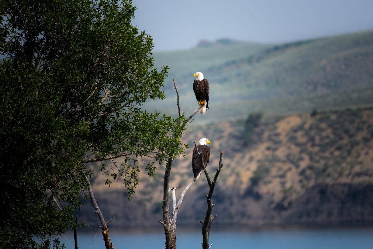 bald eagles in a tree