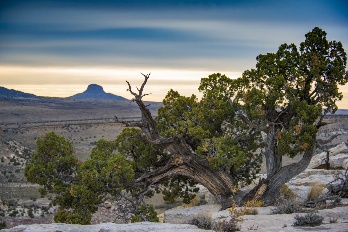 A tree in the Ojito Wilderness in New Mexico