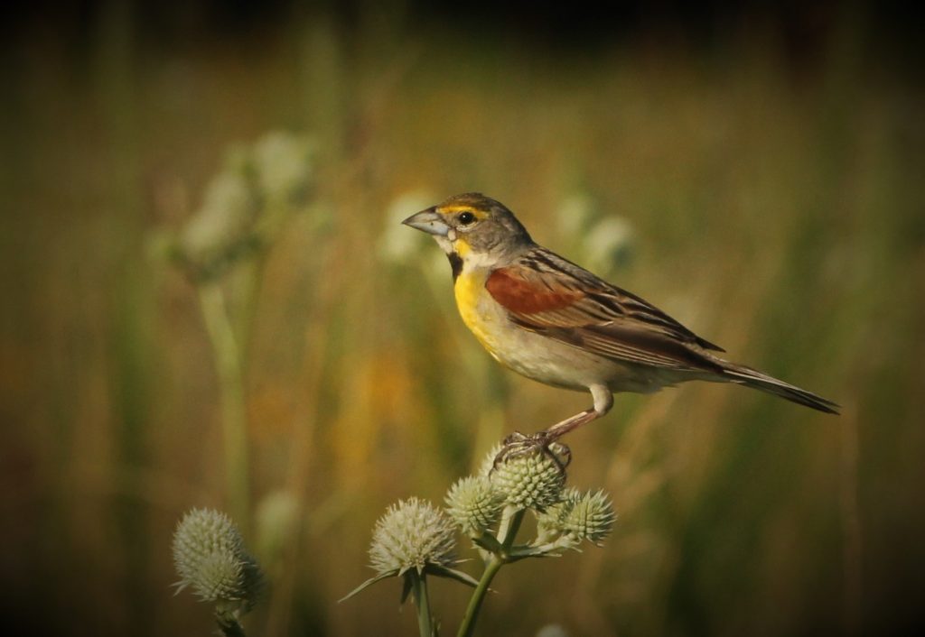 A dickcissel bird sits on a prairie plant