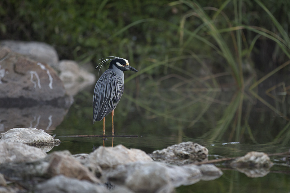 A bird in the San Antonio River