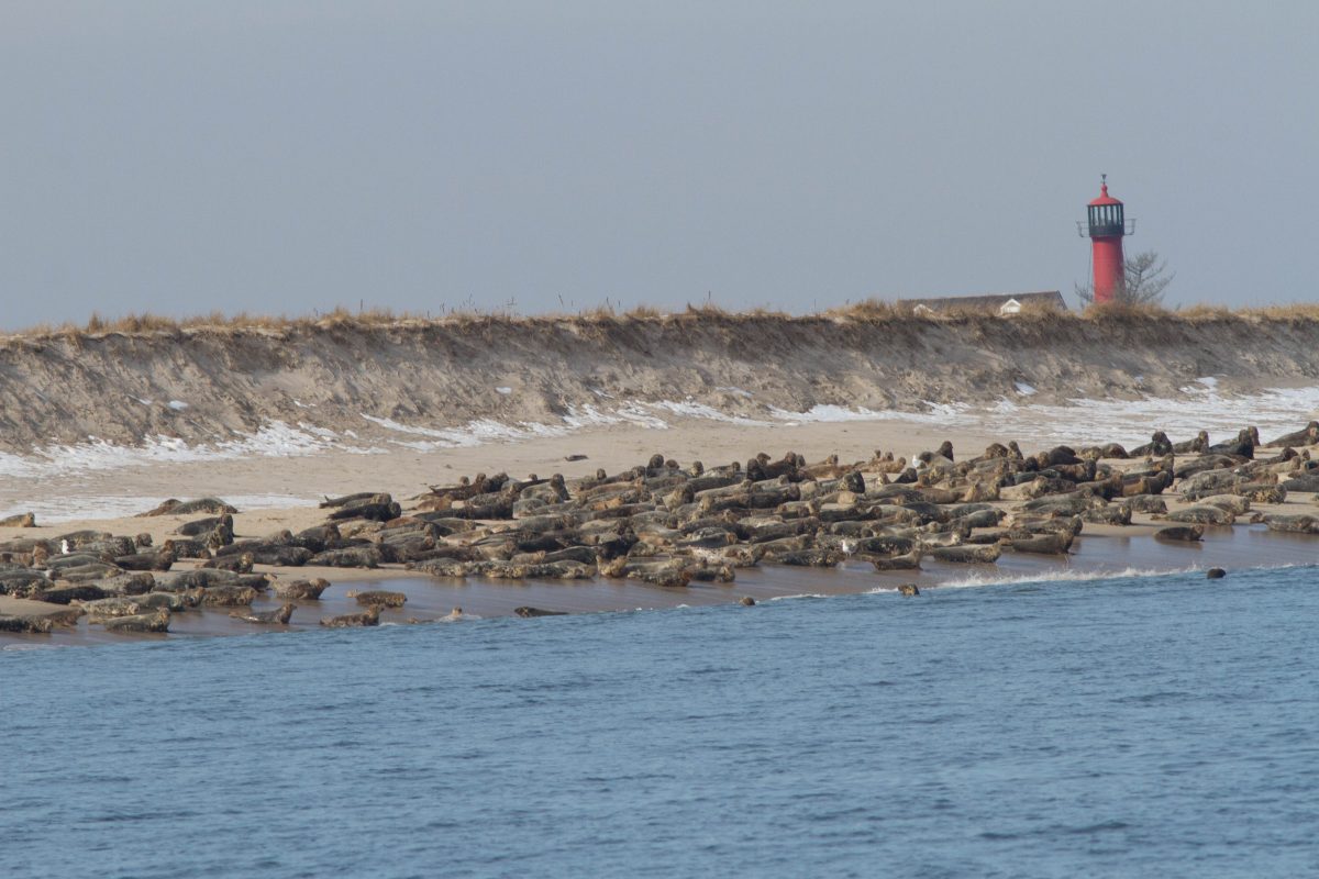 Seals crowd a beach in Massachusetts
