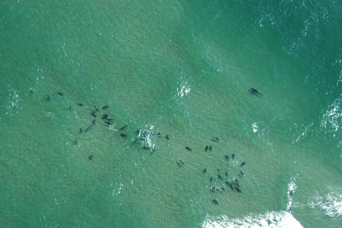Great white shark swims close to pack of gray seals
