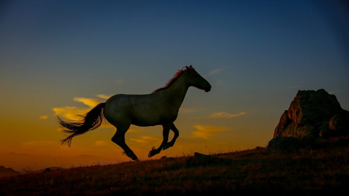 A wild horse gallops in the setting sun