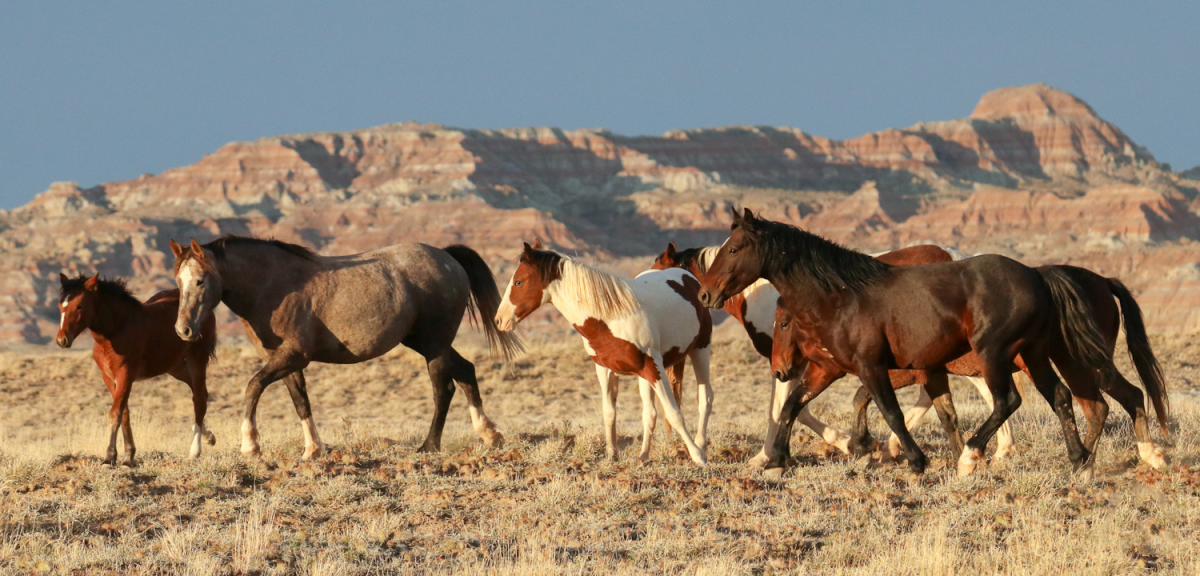 wild and free-roaming horses