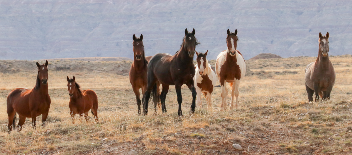 The Wild West In The Management Of Wild Horses Passions