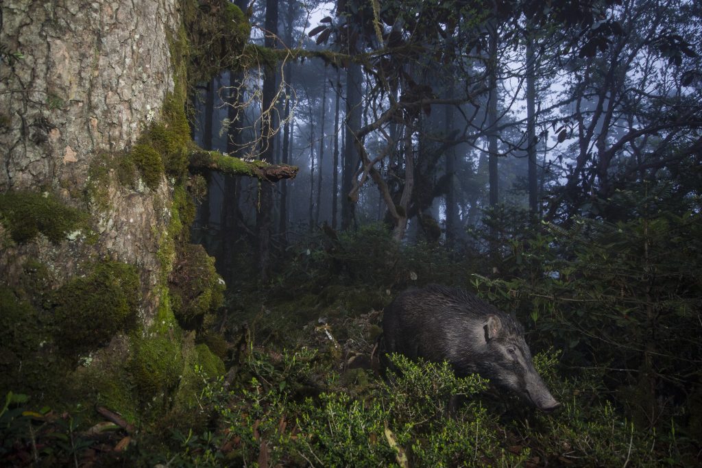 A wild boar caught on a camera trap in Bhutan