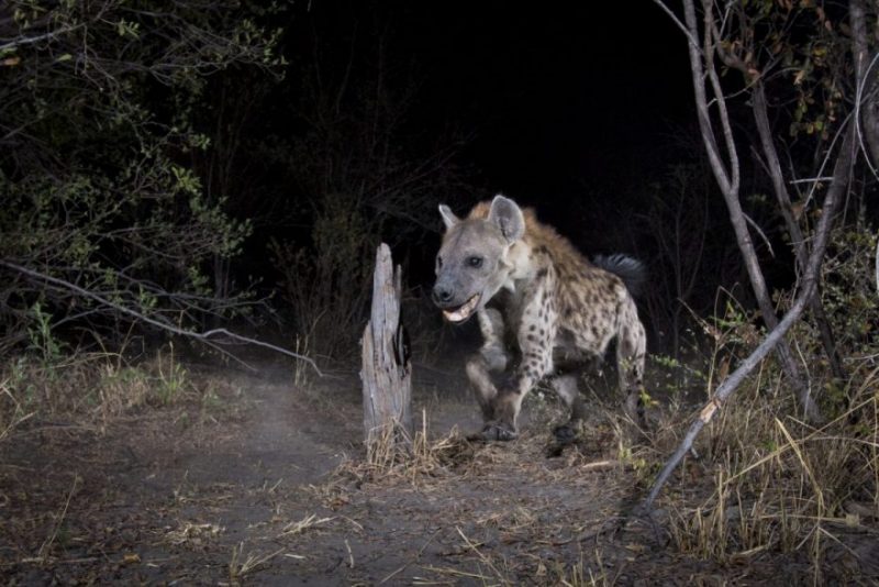 A Spotted Hyena caught on camera trap in the wild
