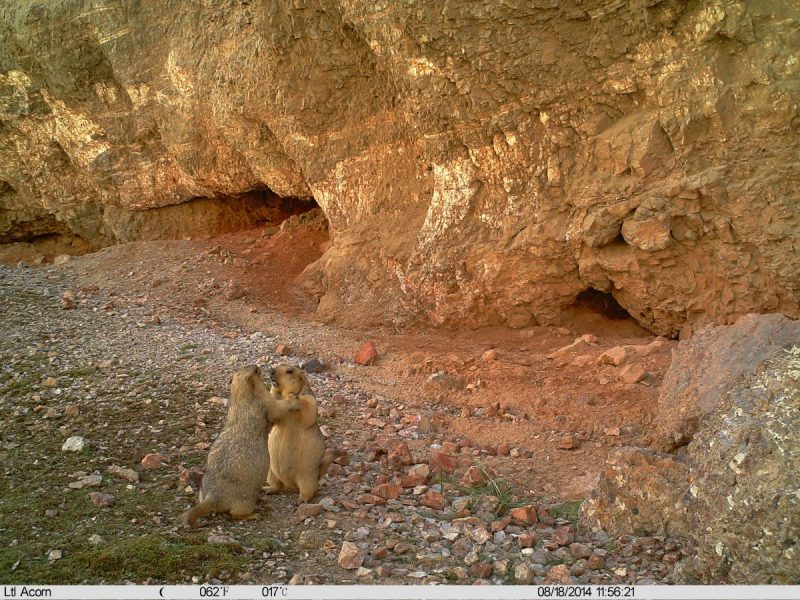 Marmots caught on camera trap in the wild