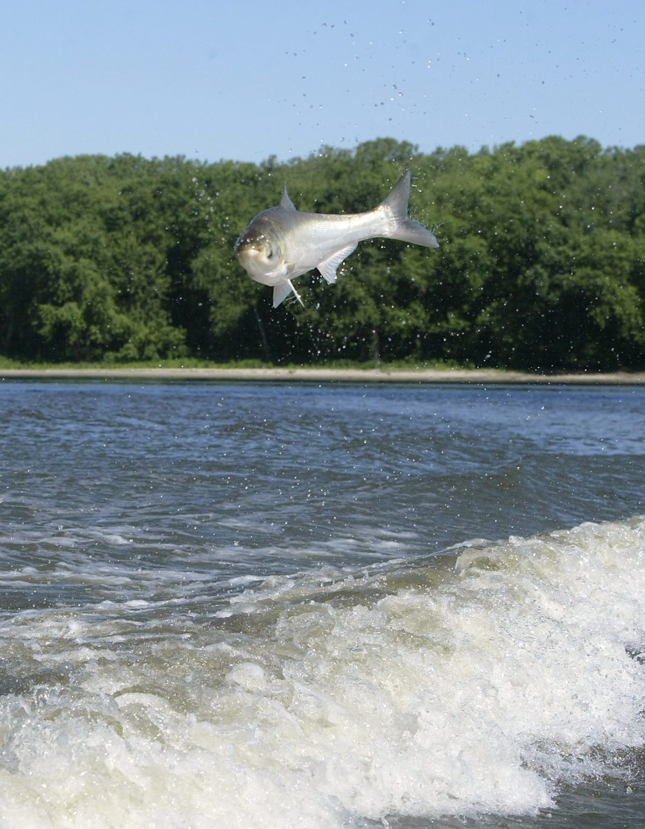 Silver carp jumping from the water